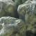 沂蒙山产地甘蓝菜对接各大商超批发市场