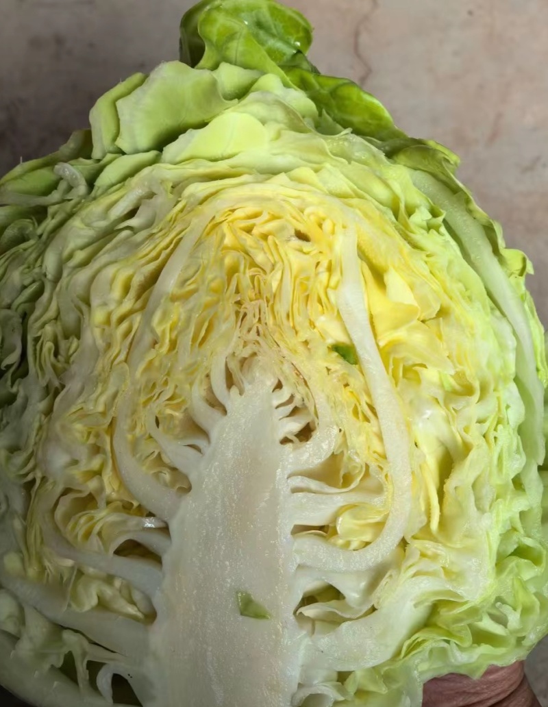 沂蒙山产地甘蓝菜对接各大商超批发市场