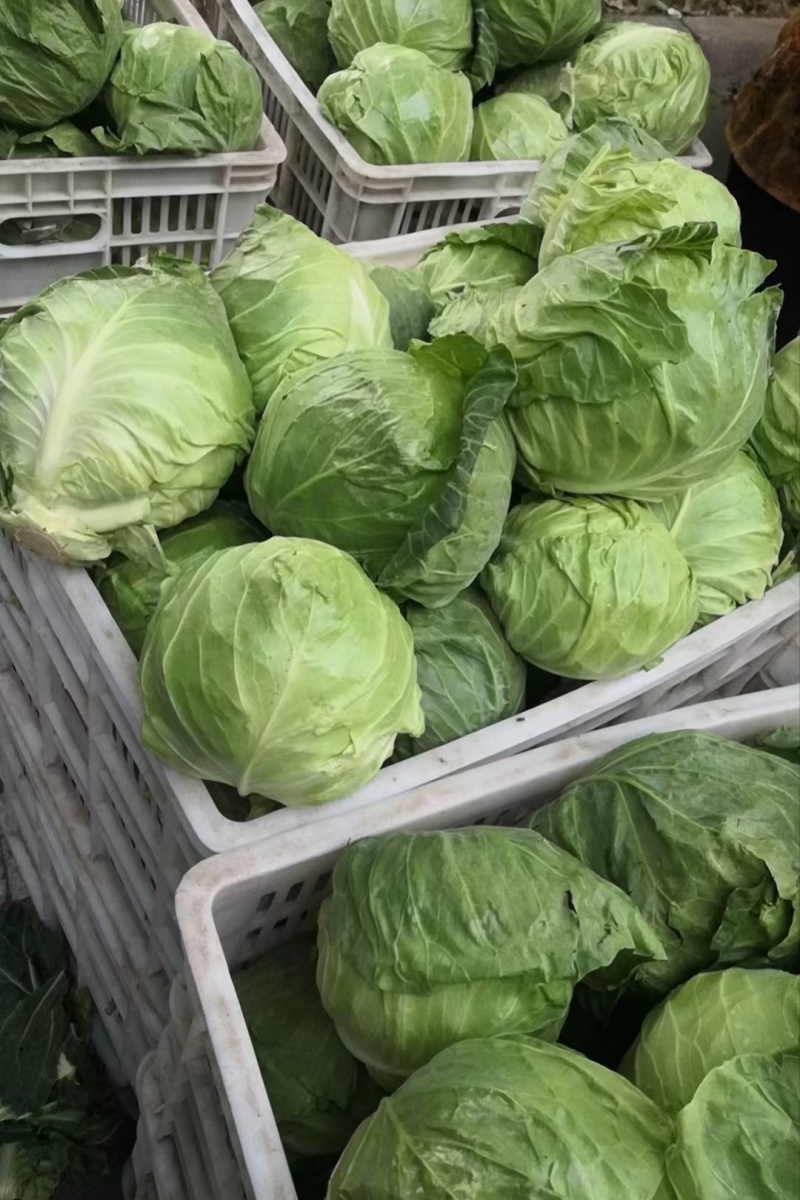 沂蒙山产地甘蓝菜对接各大商超批发市场
