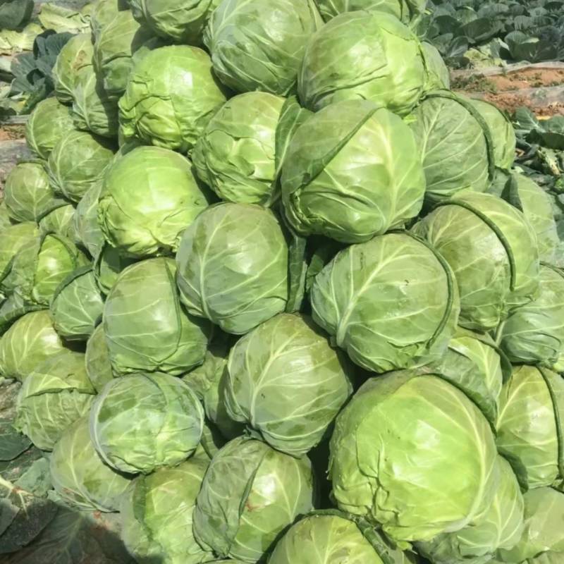山东精品圆包菜软甘蓝产地直发万亩规模一手货源价格低