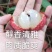老树桂味