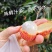 老树桂味