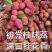 老树桂味