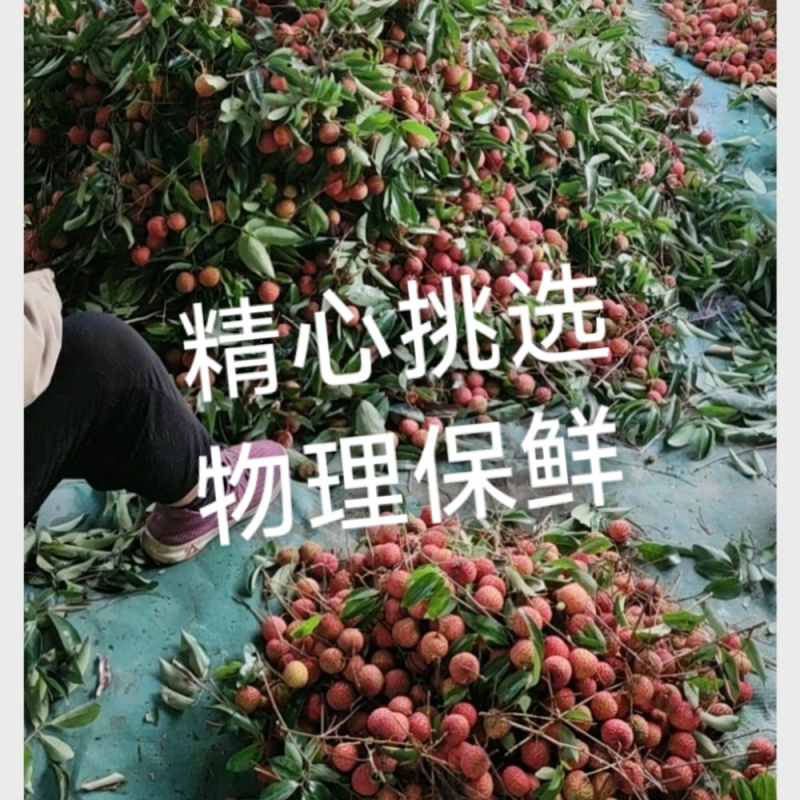 老树桂味