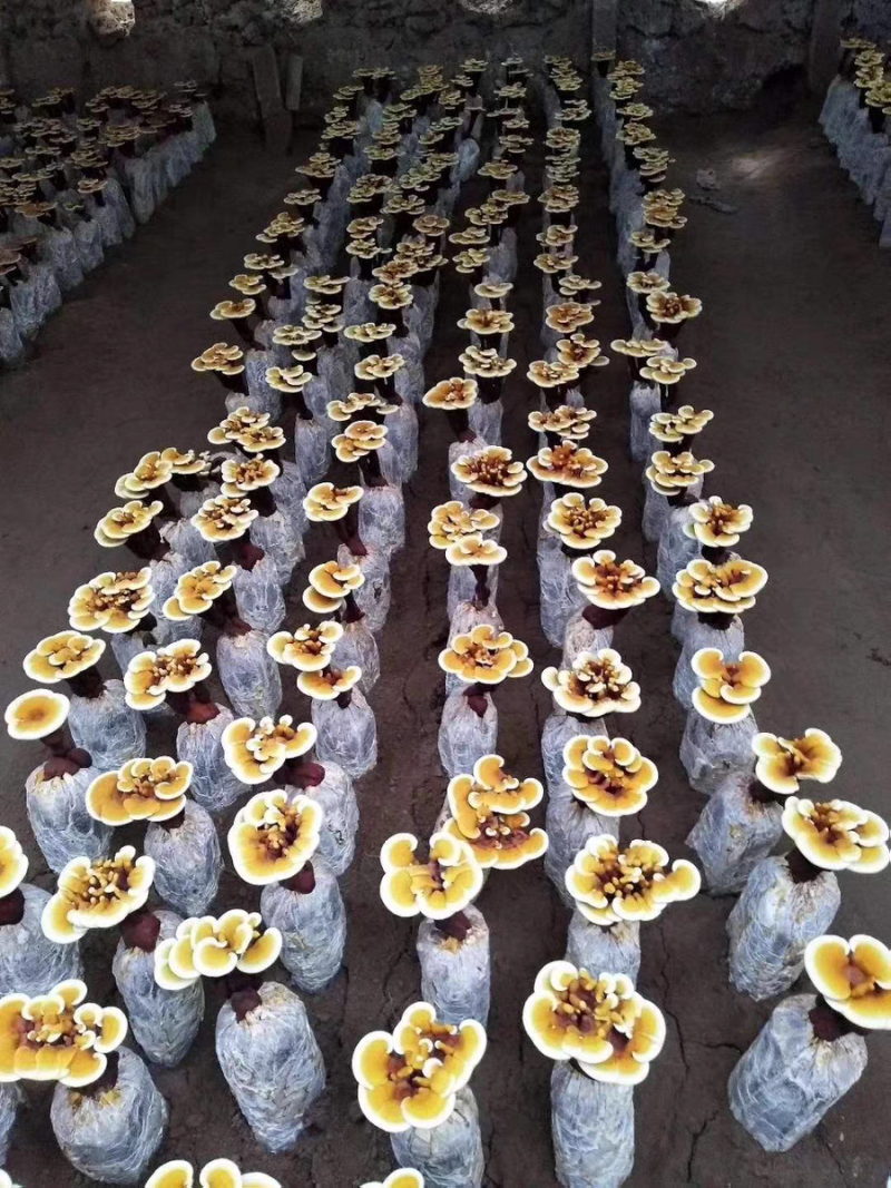 灵芝盆栽