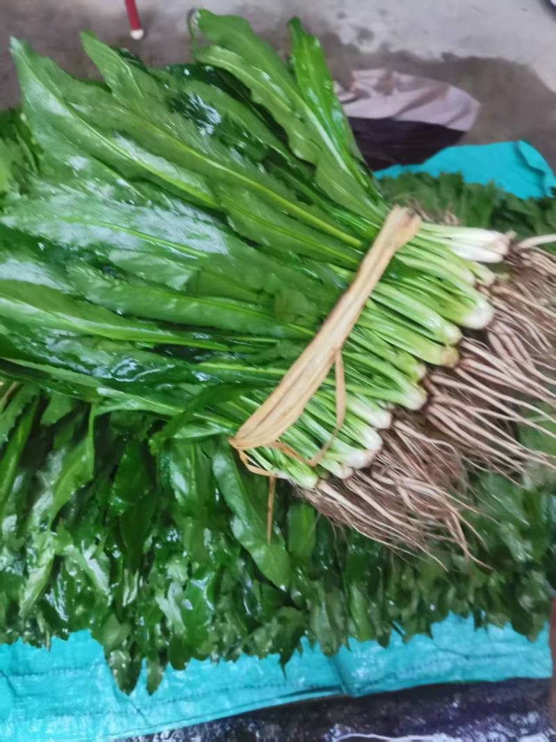 大叶香菜（大芫荽）大量上市，欢迎全国各地采购商进店咨询