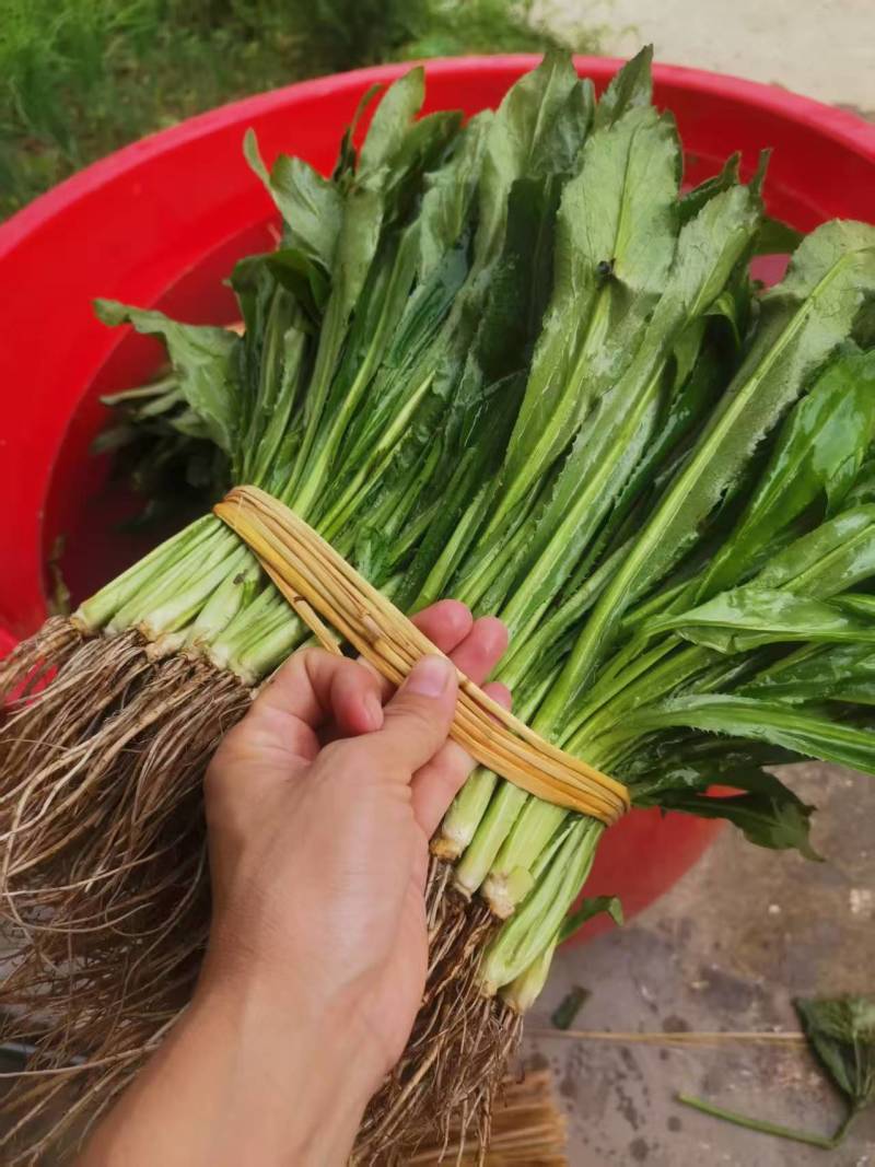 大叶香菜（大芫荽）大量上市，欢迎全国各地采购商进店咨询