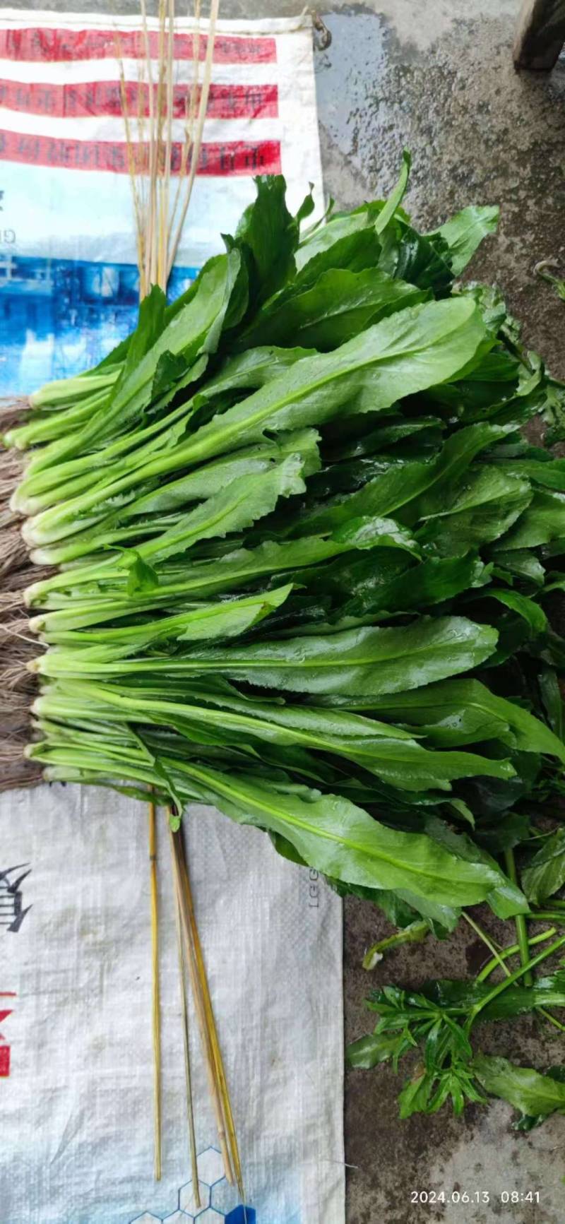 大叶香菜（大芫荽）大量上市，欢迎全国各地采购商进店咨询