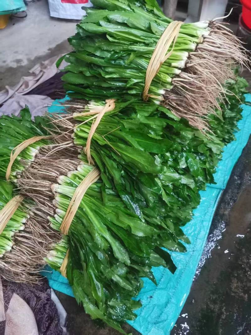 大叶香菜（大芫荽）大量上市，欢迎全国各地采购商进店咨询