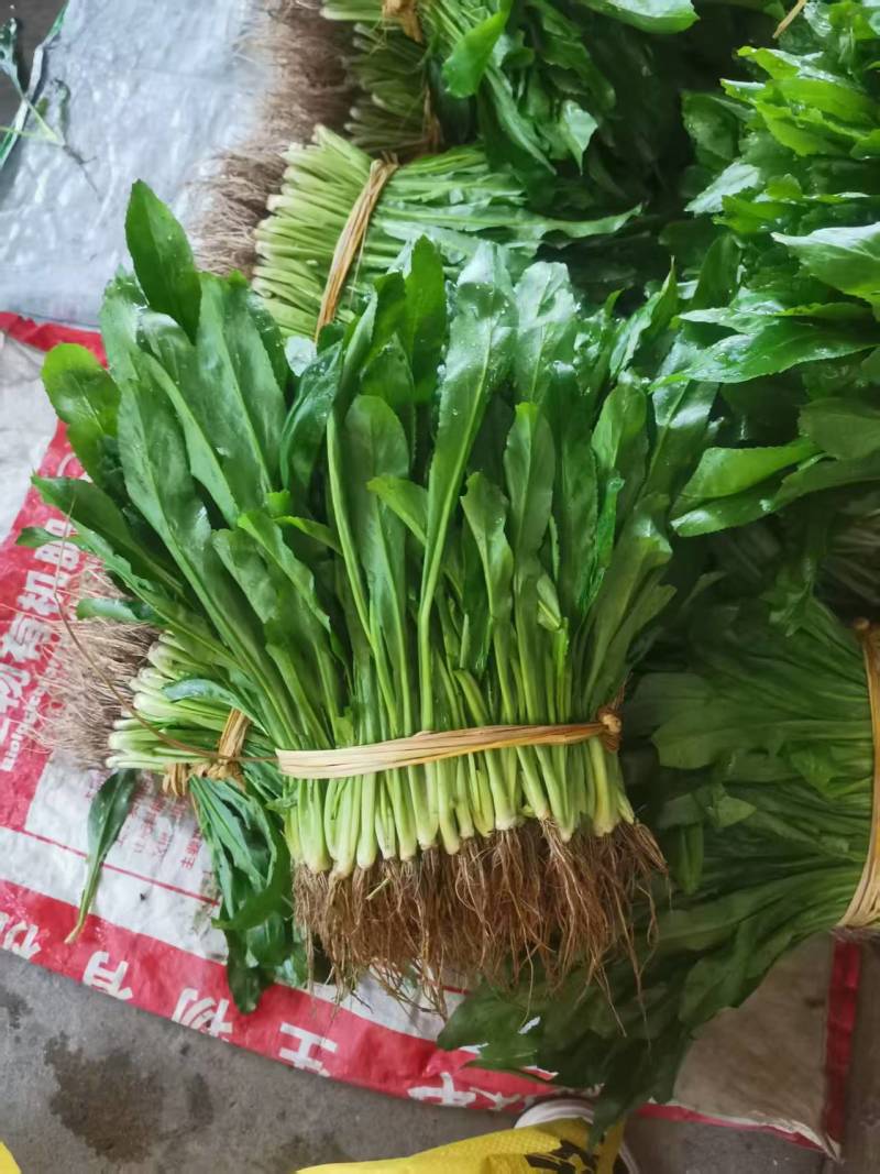大叶香菜（大芫荽）大量上市，欢迎全国各地采购商进店咨询