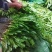 大叶香菜（大芫荽）大量上市，欢迎全国各地采购商进店咨询