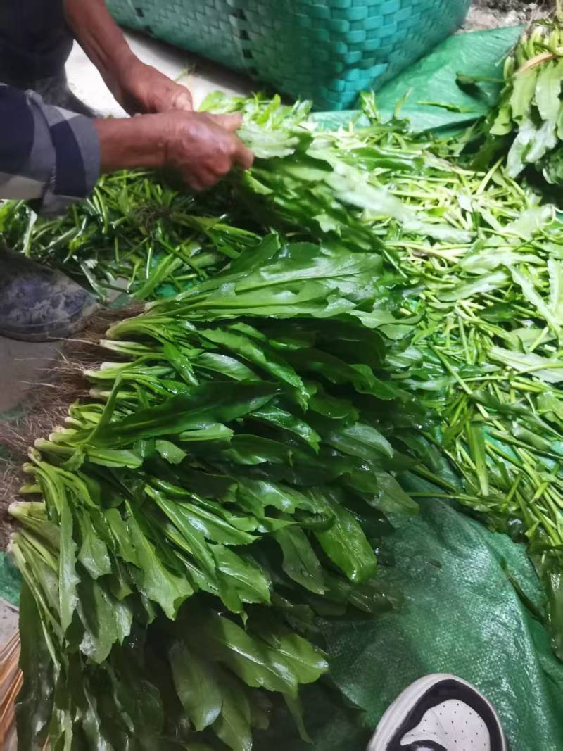 大叶香菜（大芫荽）大量上市，欢迎全国各地采购商进店咨询