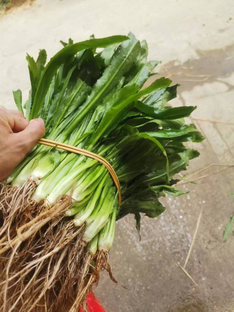 大叶香菜（大芫荽）大量上市，欢迎全国各地采购商进店咨询