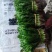 大叶香菜（大芫荽）大量上市，欢迎全国各地采购商进店咨询