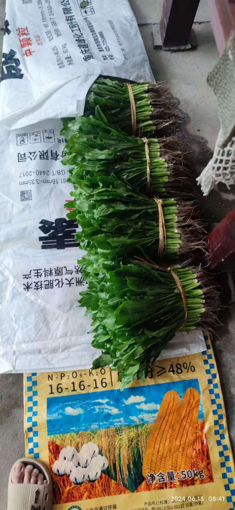 大叶香菜（大芫荽）大量上市，欢迎全国各地采购商进店咨询