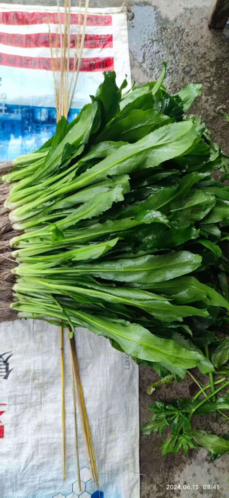 大叶香菜（大芫荽）大量上市，欢迎全国各地采购商进店咨询