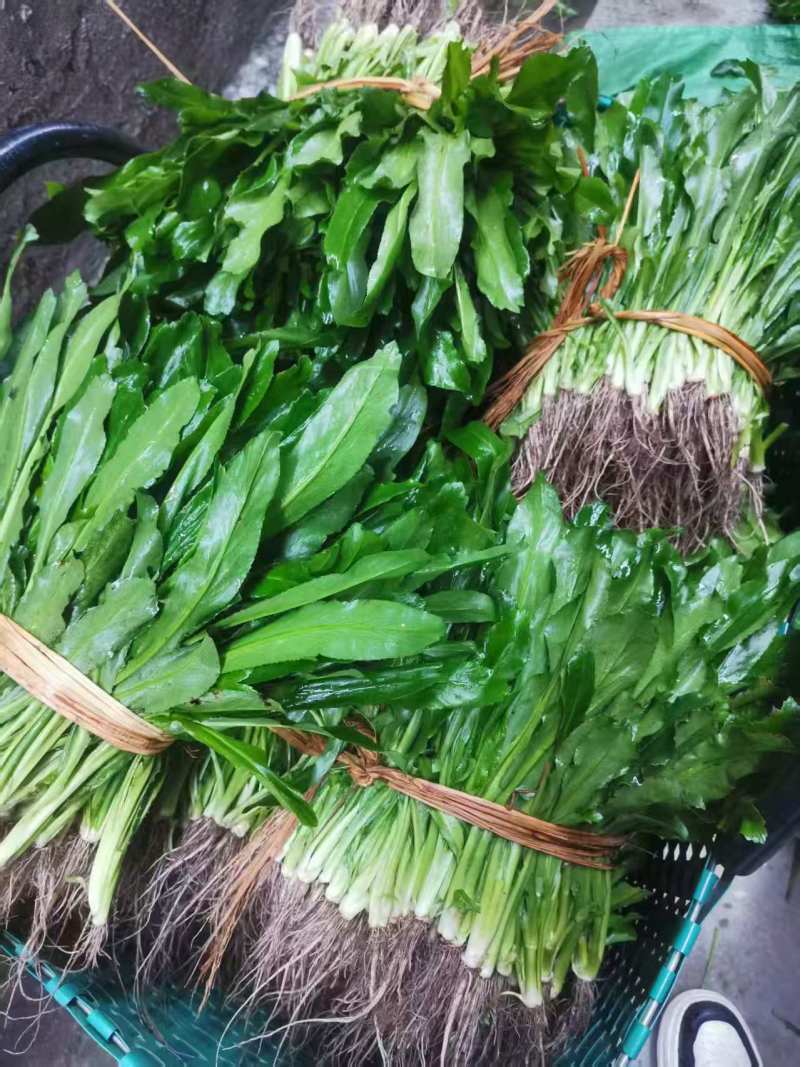 大叶香菜（大芫荽）大量上市，欢迎全国各地采购商进店咨询