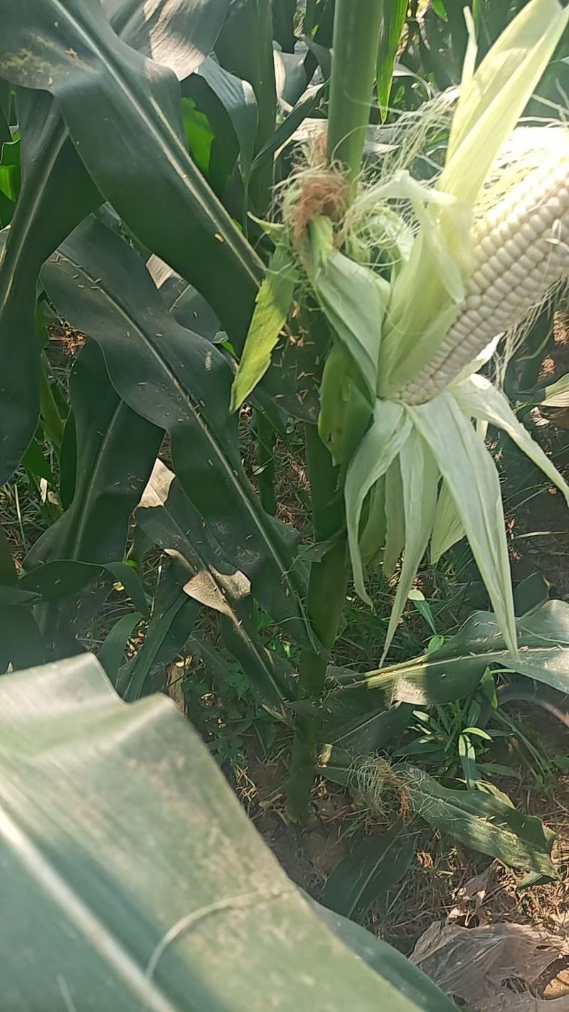糯玉米