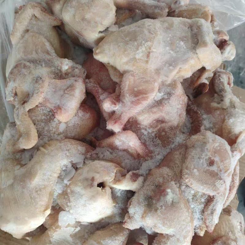 二级西装鸡