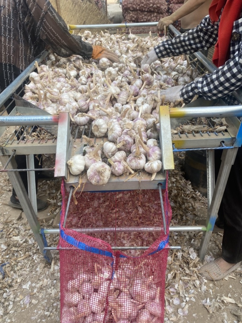 白桥大青颗蒜