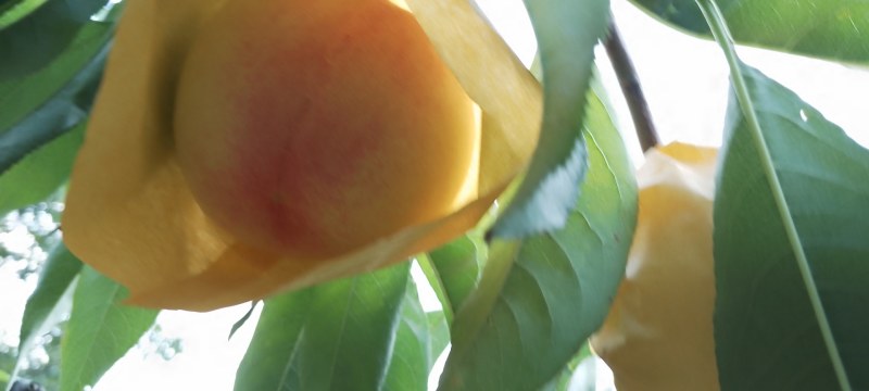 奉化水蜜桃