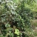 皖南山区高山山茶籽油茶籽出油率高保质保量对接全国