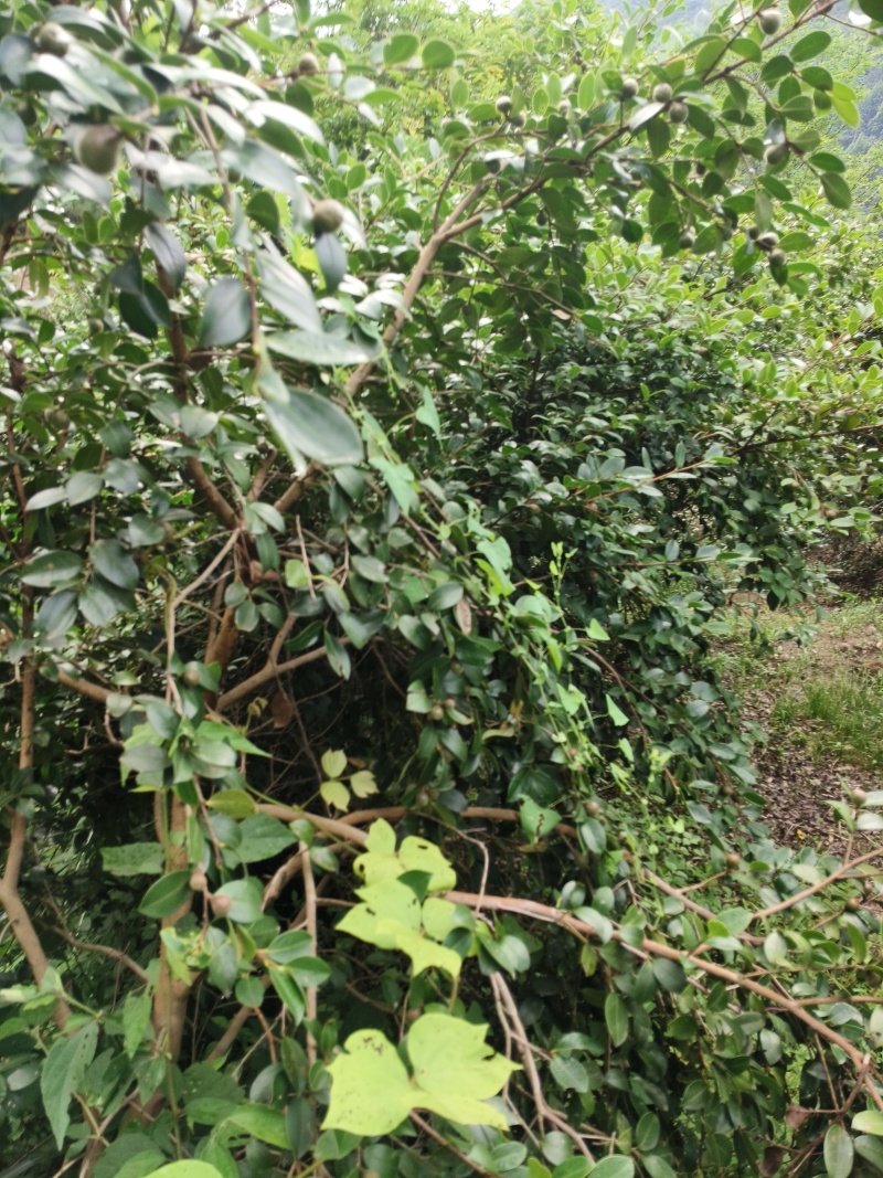 皖南山区高山山茶籽油茶籽出油率高保质保量对接全国