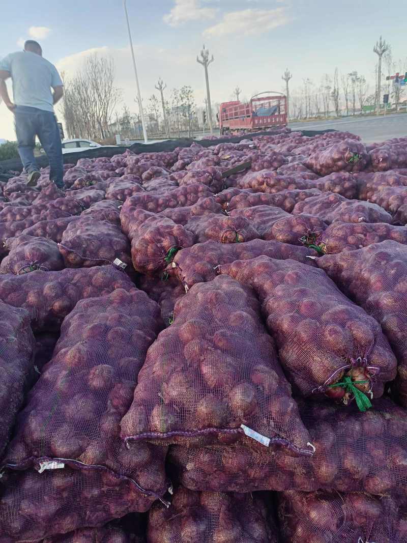 二红洋葱河南红皮洋葱一手货源代发全国外贸加工代发