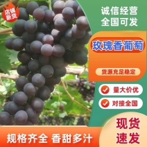 【优质推荐】玫瑰香葡萄大量上市量大从优可对接商超市场