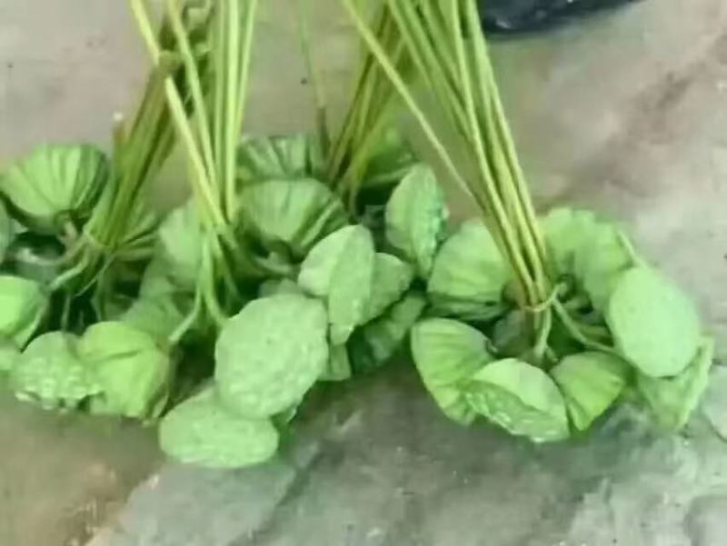 广昌白莲，不磨皮，去芯