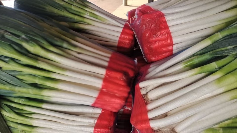 山东铁杆大葱，一手货源，常年供应，提供一条龙服务，全国发