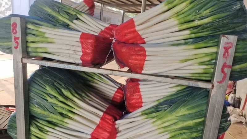 山东铁杆大葱，一手货源，常年供应，提供一条龙服务，全国发
