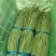河北精品豆角，品相好，无虫眼，大量有货，欢迎订购