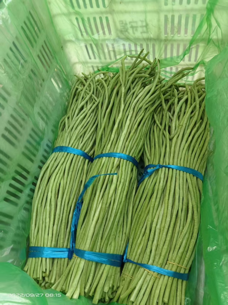 河北精品豆角，品相好，无虫眼，大量有货，欢迎订购