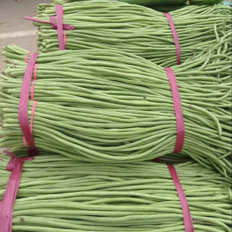 河北精品豆角，品相好，无虫眼，大量有货，欢迎订购