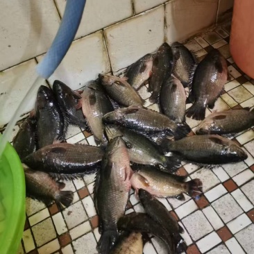 攀鲈鱼，大量