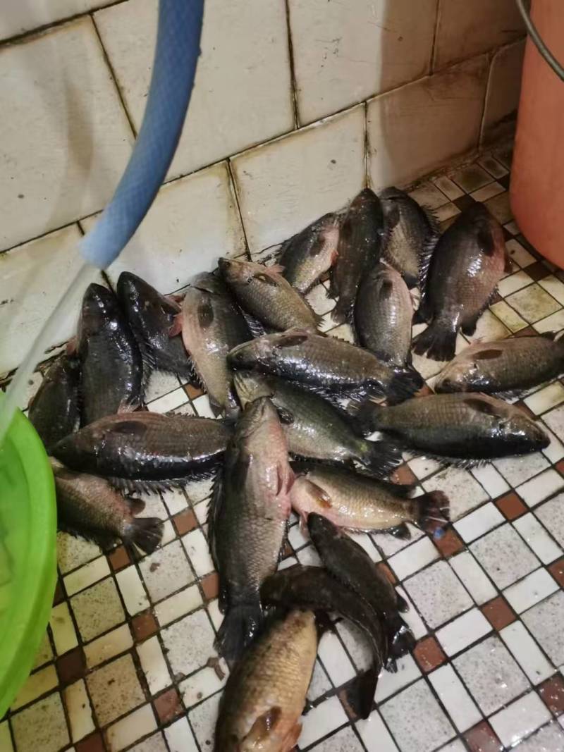 攀鲈鱼，大量