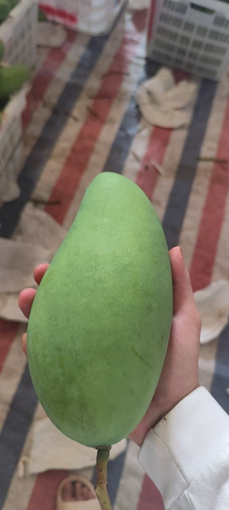 大青芒