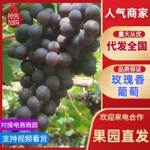 【优质推荐】玫瑰香葡萄自产自销一手货源产地直发量大从