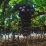 【优质推荐】玫瑰香葡萄自产自销一手货源产地直发量大从