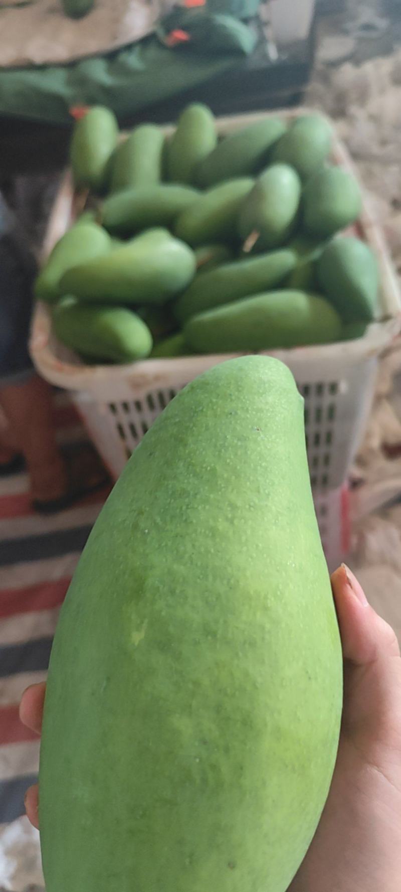 大青芒
