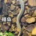 鳗鱼基地直发价格美丽代发全国欢迎来电质询