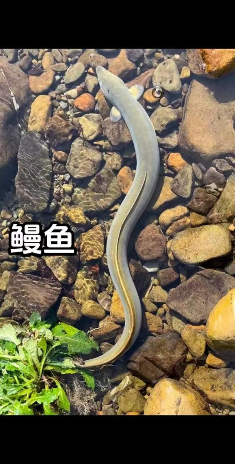 鳗鱼基地直发价格美丽代发全国欢迎来电质询