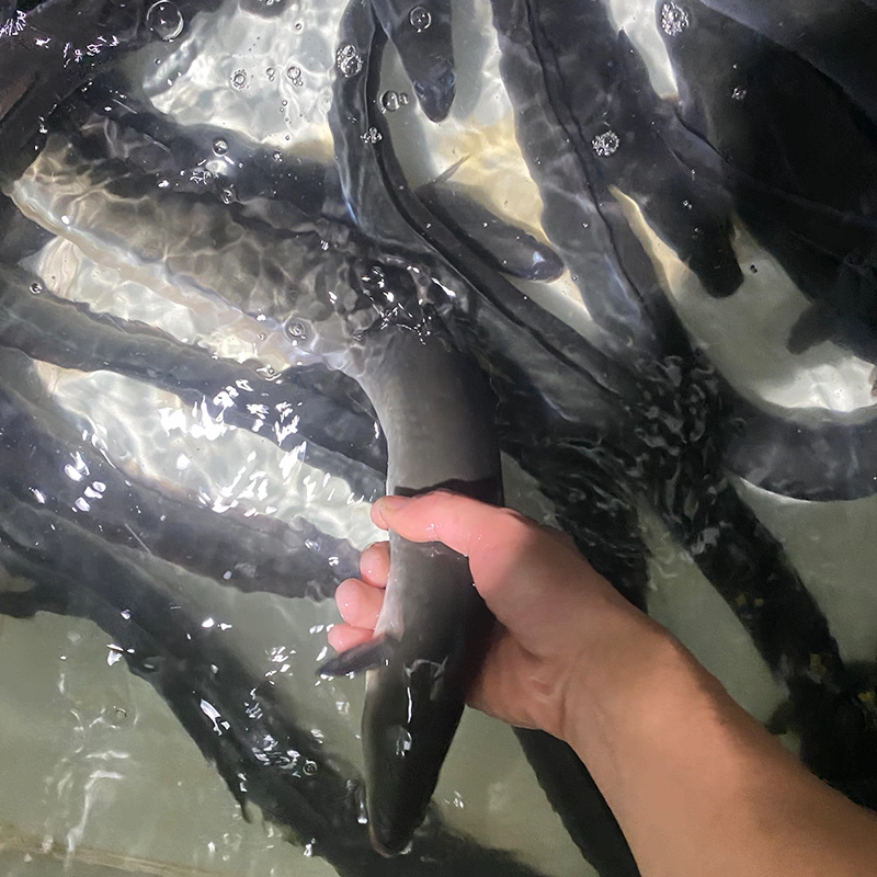 鳗鱼基地直发价格美丽代发全国欢迎来电质询