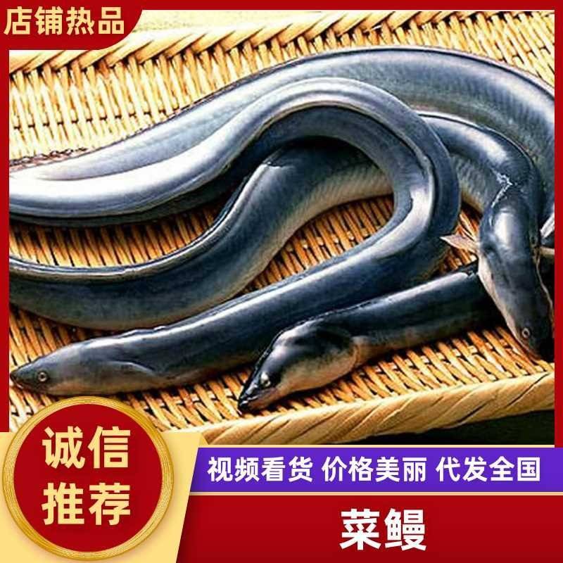 鳗鱼基地直发价格美丽代发全国欢迎来电质询