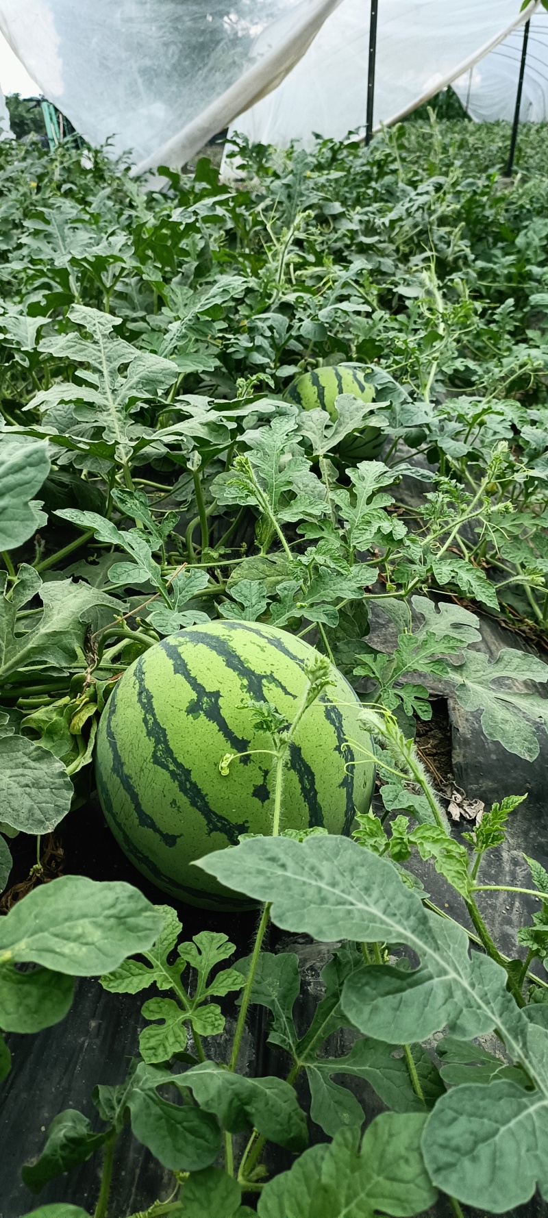 美都西瓜大量上市，种植基地直供，欢迎咨询洽谈。