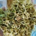 中药材素馨花素馨花干花供应中，欢迎咨询购买