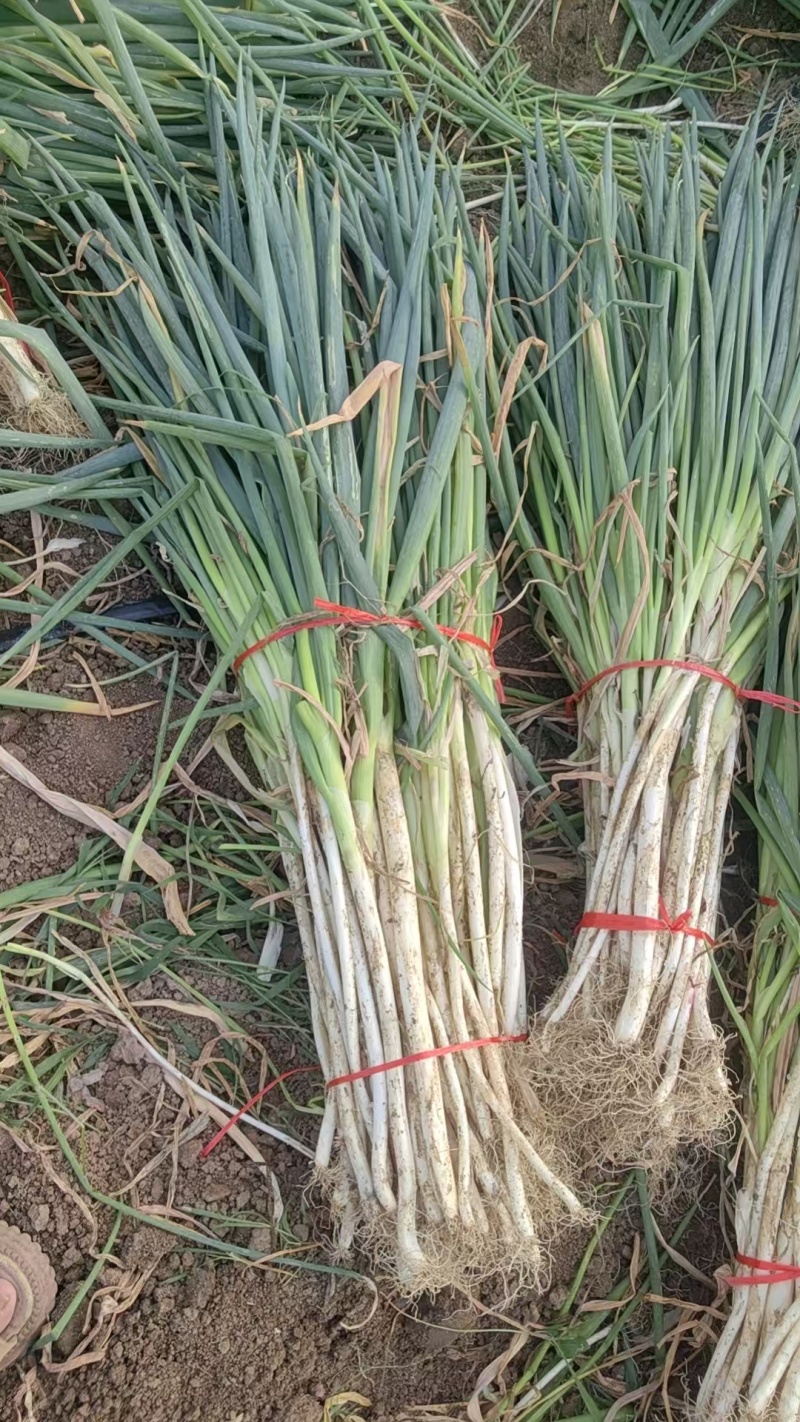 南阳新野大葱，铁杆大葱产地直供大量有货，对接超市批发市场