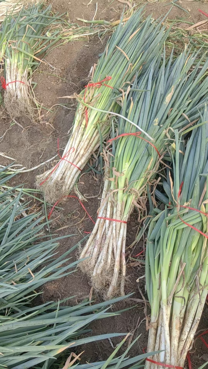 南阳新野大葱，铁杆大葱产地直供大量有货，对接超市批发市场