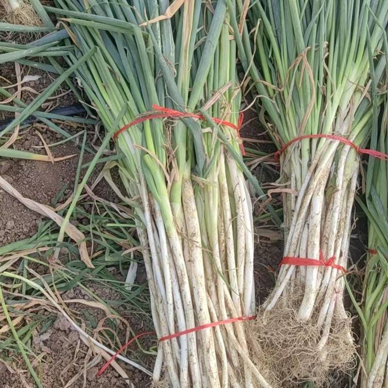 南阳新野大葱，铁杆大葱产地直供大量有货，对接超市批发市场